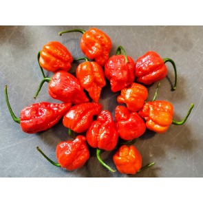 Hot Pepper 'Red 7 Pot’ Seeds (Certified Organic)