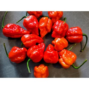 Hot Pepper 'Red 7 Pot’ Seeds (Certified Organic)