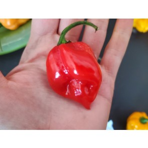 Hot Pepper 'Red Habanero' Seeds (Certified Organic)