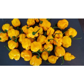 Hot Pepper 'Papa Dreadie Scotch Bonnet' Seeds (Certified Organic)