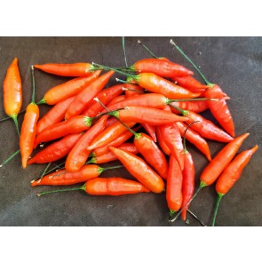 Hot Pepper ‘Aji Omnicolor' Seeds (Certified Organic)