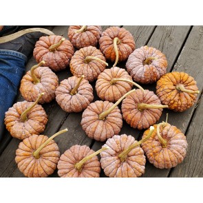 Pumpkin 'Black Futsu' Seeds (Certified Organic)