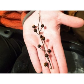Moth Mullein Seeds (Certified Organic)