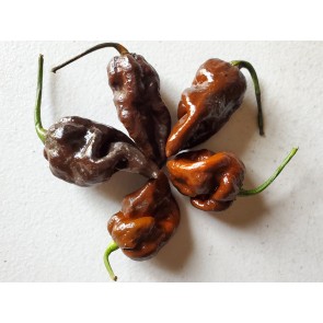 Hot Pepper ‘Chocolate Bastard' Seeds (Certified Organic)