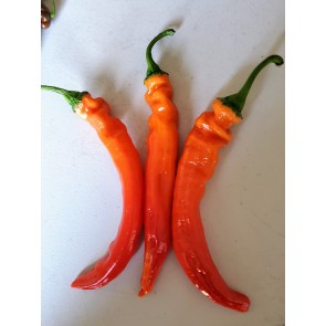 Hot Pepper ‘Jalapeno Chernobyl' Seeds (Certified Organic)