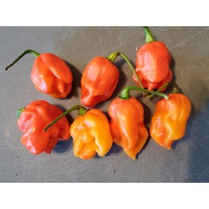 Hot Pepper 'Lemon Ghostly Jalapeno RED CROSS' Seeds (Certified Organic)