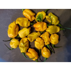 Hot Pepper 'Lemon Ghostly Jalapeno' Seeds (Certified Organic)