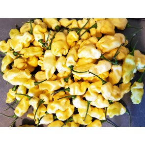 Hot Pepper 'White Ghostly Jalapeno' Seeds (Certified Organic)