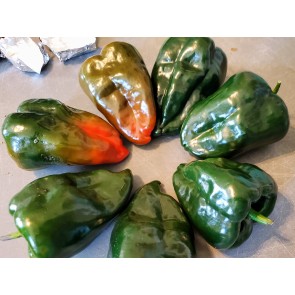 Hot Pepper 'Ancho Poblano' Seeds (Certified Organic)