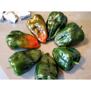 Hot Pepper 'Ancho Poblano' Seeds (Certified Organic)