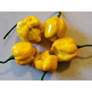 Hot Pepper ‘Trinidad Scorpion Orange’ Seeds (Certified Organic)