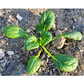 Chijimisai Greens Seeds (Certified Organic)