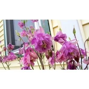 Double Pink Columbine Seeds (Certified Organic)