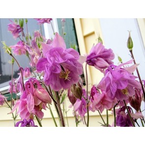 Double Pink Columbine Seeds (Certified Organic)