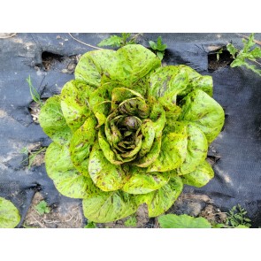 Lettuce 'Freckles' Seeds (Certified Organic)