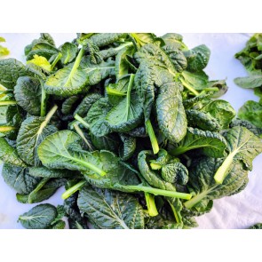 Chijimasai Seeds (Certified Organic)