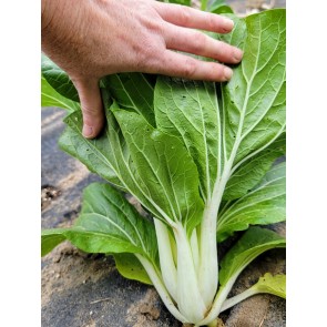 Pak Choi 'White Stem' Seeds (Certified Organic)