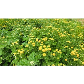 Chrysanthemum 'Golden Ball' Seeds (Certified Organic)