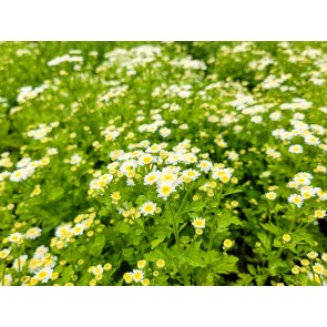 Feverfew 'White Stars' Seeds (Certified Organic)