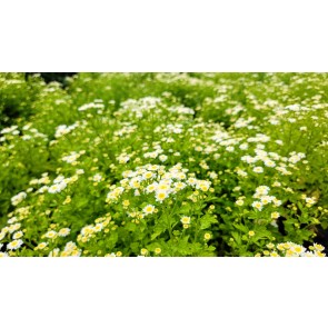 Feverfew 'White Stars' Seeds (Certified Organic)
