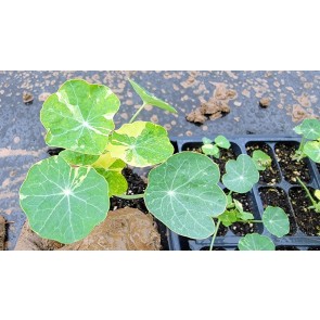 Nasturtium 'Alaska Mix' Seeds (Certified Organic)