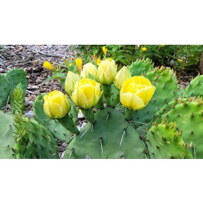 Hardy Prickly Pear Cactus Seeds (Certified Organic)