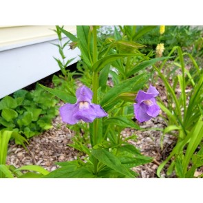 Monkey Flower Seeds (Certified Organic)
