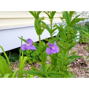 Monkey Flower Seeds (Certified Organic)