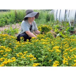 Chrysanthemum 'Golden Ball' Seeds (Certified Organic)