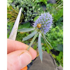 Sea Holly Seeds (Certified Organic)