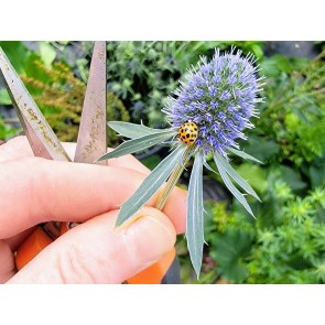 Sea Holly Seeds (Certified Organic)