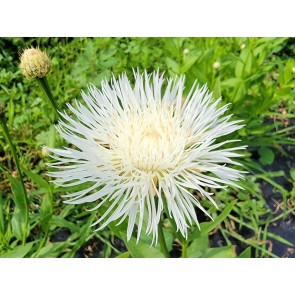 Basket Flower 'Aloha Blanca' Seeds (Certified Organic)