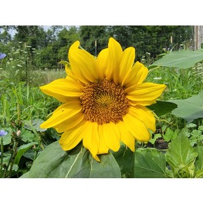 Sunflower 'Dwarf Sunny' Seeds (Certified Organic)