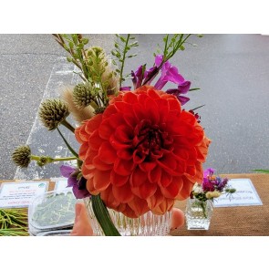 Dahlia 'Red Pompon' Tubers - Shipping 2025 Spring - Harvested on our Farm - USDA Certified Organic
