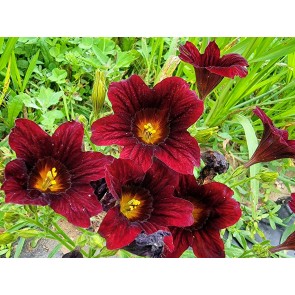 Salpiglossis 'Black Trumpet' Seeds (Certified Organic) Painted Tongue