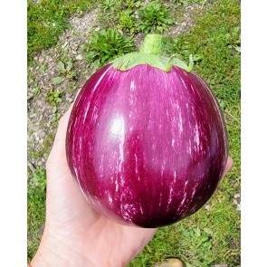 Eggplant ‘Purple & White Striped’ Seeds (Certified Organic)