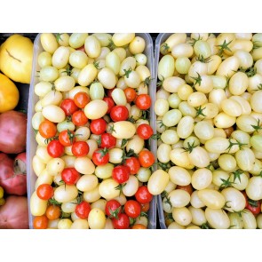 Tomato 'Open School Yellow' Seeds (Certified Organic)