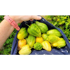 Tomatillo 'Chupon de Malinalco' Seeds (Certified Organic)