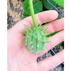 Zambian/African Horned Cucumber Seeds (Certified Organic)