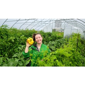 Tomato 'Yellow Flesh Red Interior