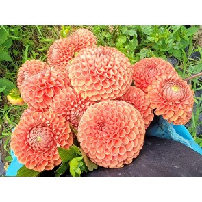 Dahlia 'Cornel Bronze' Tubers - Shipping 2025 Spring - Harvested on our Farm - USDA Certified Organic
