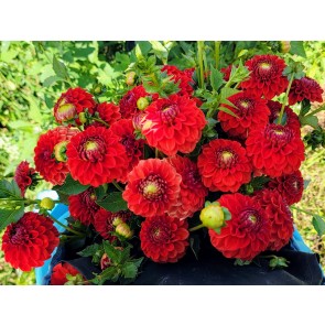 Dahlia 'Red Pompon' Tubers - Shipping 2025 Spring - Harvested on our Farm - USDA Certified Organic