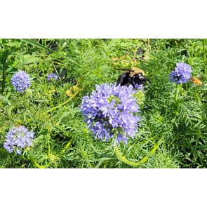 Gilia Globe Seeds (Certified Organic)