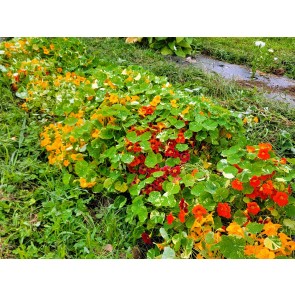 Nasturtium 'Alaska Mix' Seeds (Certified Organic)