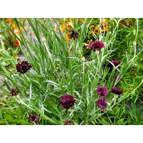 Bachelor's Button 'Black Magic' Seeds (Certified Organic)