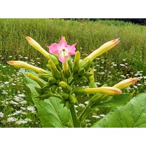 Tobacco 'Virginia' Seeds (Certified Organic)