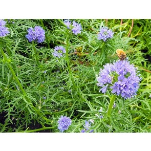 Gilia Globe Seeds (Certified Organic)