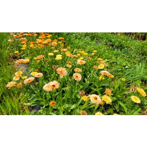 Calendula 'Red Splash Mix' Seeds (Certified Organic)