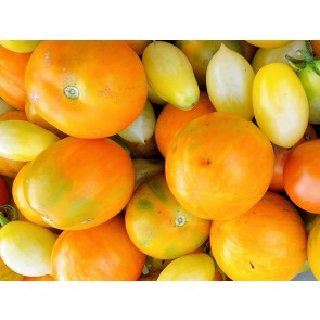 Tomato 'Apricot Zebra' Seeds (Certified Organic)