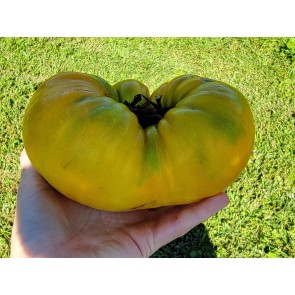 Tomato 'Golden King of Siberia' (Beefsteak Cross) Seeds (Certified Organic)